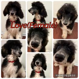 Love - Parti female Poodle puppy in League City, Texas from Chauffeured Poodles