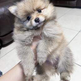 Pomeranian Puppies from Texas Tumbleweed Poms