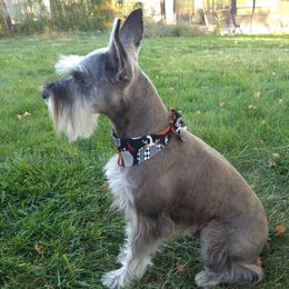 Bear - Miniature Schnauzer