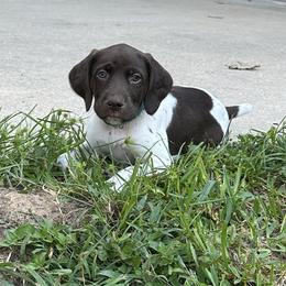 German Shorthaired Pointer Puppies from Tipsy Rabbit GSP TopDog Kennel