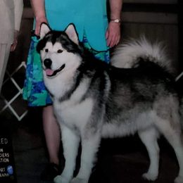 Bandit - Alaskan Malamute