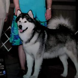 Bandit - Alaskan Malamute