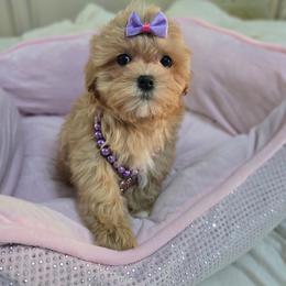 Arora - Apricot female Maltipoo puppy in Washington from Mt.BakerPoodles&Doodles