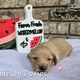 Ellie - Red female Dachshund puppy in Tuscaloosa, Alabama from Watermelon Doxies