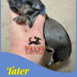 Tator - Piebald male Dachshund puppy in Hockley, Texas from Shans Down Home Doxies