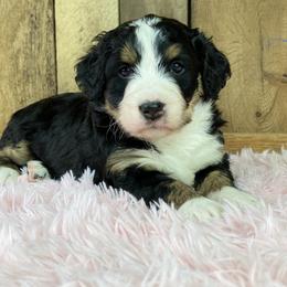 Bernedoodle and Goldendoodle Puppies from TurkeyCreek Doodles