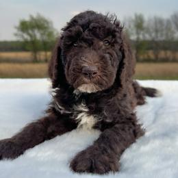 Blake - Chocolate male Goldendoodle puppy in Osage City, Kansas from Golden Ridge Goldens