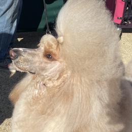 Poodles from Kings Honored Poodles