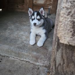 Pomsky Puppies from Pomsky Play-ce