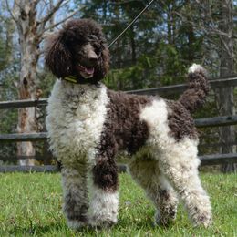 Poodle All Grown Up from Middlebranch Farm Standard Poodles