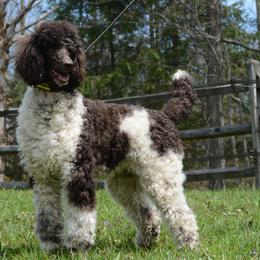 Poodle All Grown Up from Middlebranch Farm Standard Poodles