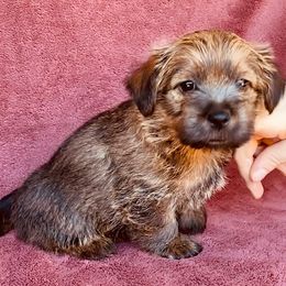 Red Collar Female - Black and tan female Norfolk Terrier puppy in Bristol, Tennessee from Holston Hollow Farm