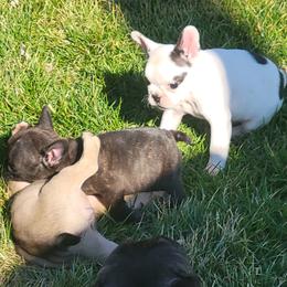 French Bulldog Puppies from Absolute Frenchie Connection