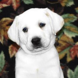 Labrador Retrievers from Lowe's Labs