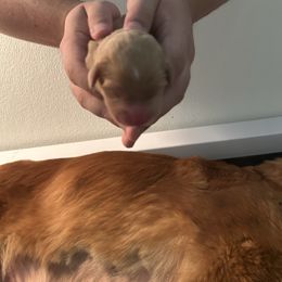 Varan - Red gold female Nova Scotia Duck Tolling Retriever puppy in Indiana from WyldeWater Tollers