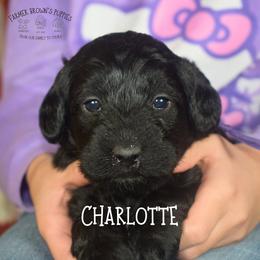 Charlotte - Black female Schnoodle puppy in Sedalia, Missouri from Farmer Brown's Puppies