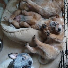 Australian Cattle Dog Puppies from FullMoon Cattle Dogs