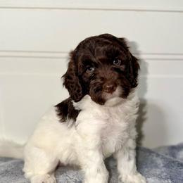Rex - Chocolate Parti - Chocolate male Australian Labradoodle puppy in Beecher, Illinois from Erica’s Doodles
