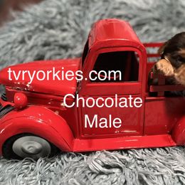 Yorkshire Terrier Puppies from Thomas Valley Yorkies