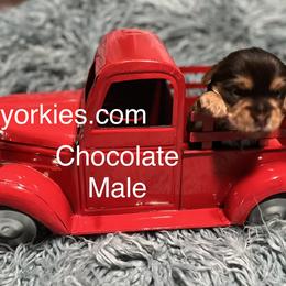 Yorkshire Terrier Puppies from Thomas Valley Yorkies