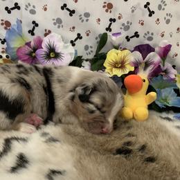 Australian Shepherd Puppies from Integrity Australian Shepherds