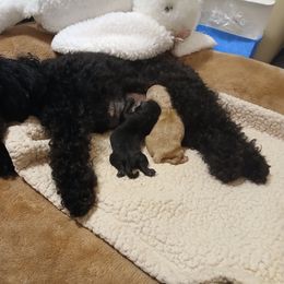 Poodle puppies from Faithful Hearts Kennel