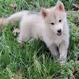 Male 2 - KOUSA - SOLD - male Native American Indian Dog puppy in Glade Hill, Virginia from Indian Valley Kennels
