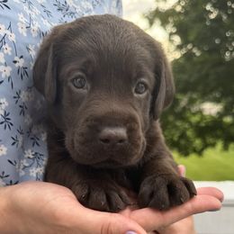 Teddy - Chocolate male Labrador Retriever puppy in Rochester, New Hampshire from Merrydale Labradors