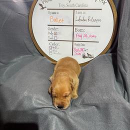 Bullet- black collar - Yellow male Labrador Retriever puppy in Troy, South Carolina from Wicked Flyer Retrievers