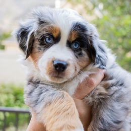 Miniature Australian Shepherd Puppies from Bishop Aussies