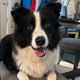 Border Collies from bordercollieludington