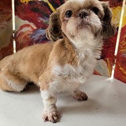 Lily - Shih Tzu