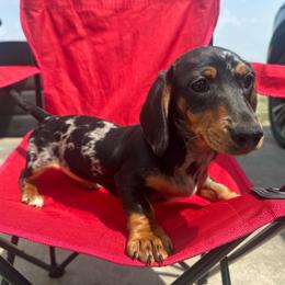 Pepper - Black and tan female Dachshund puppy in Nederland, Louisiana from M & M Pups