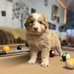 Payday - Red merle female Aussiedoodle puppy in Sheridan, Arkansas from Runnin’ Wild Ranch Aussies