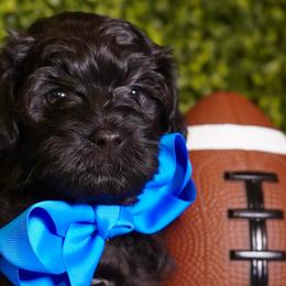 Blue Collar Boy - Black male Yorkipoo puppy in Las Vegas, Nevada from Plush Toy Poodle Puppies & Pals