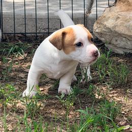Libby - White and tan female Russell Terrier puppy in Valley Mills, Texas from Bar Rafter C Shorty Jacks