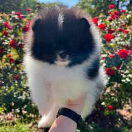Girl 2 - Black and tan parti female Pomeranian puppy in Newalla, Oklahoma from Classy Poms