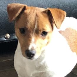 Jack Russell Terriers from Tuff Country Farm