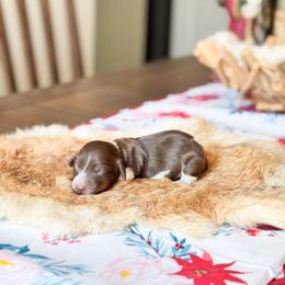Sawyer - Piebald male Dachshund puppy in Salters, South Carolina from Long-Pine Dachshund