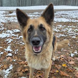 Brandy - German Shepherd