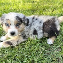 Australian Shepherd Puppies from The Good Shepherd
