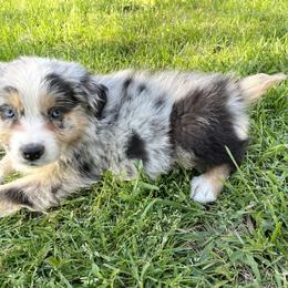 Australian Shepherd Puppies from The Good Shepherd