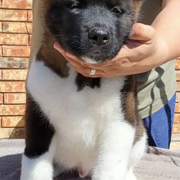 Akita Puppies from Mega Heart Akitas