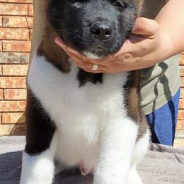 Akita Puppies from Mega Heart Akitas