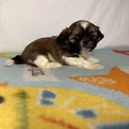 Boy 3 - Red and white Shih Tzu puppy in Fresno, California from Royally Mad Shihtz