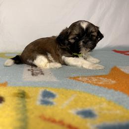 Boy 3 - Red and white Shih Tzu puppy in Fresno, California from Royally Mad Shihtz