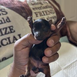 Female 2 - Blue and gold female Yorkshire Terrier puppy in Pomona, California from Carbajal Yorkshire Terriers