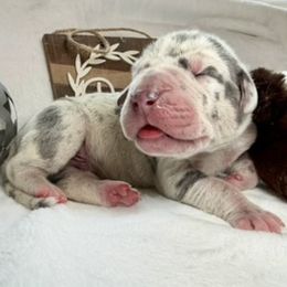 Maverick - Harlequin male Great Dane puppy in Weatherford, Texas from Oak Bend Danes