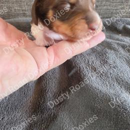 Rowan - Piebald male Dachshund puppy in Blanchard, Oklahoma from Dusty Road Doxies