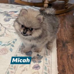 Micah - Orange sable male Pomeranian puppy in Danielsville, Georgia from PassionatePomPoms